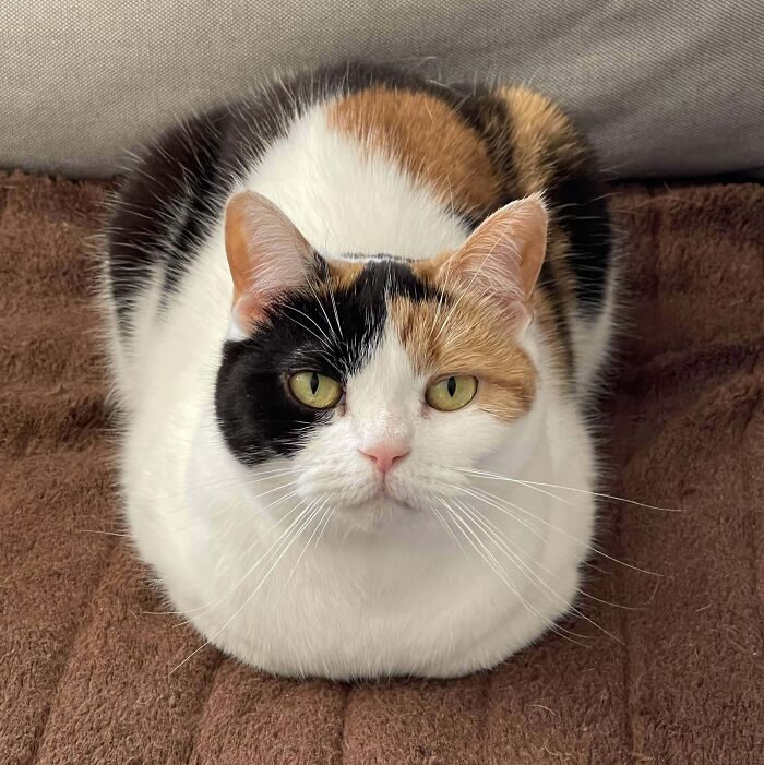A calico cat sitting like a loaf of bread